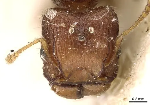 Pheidole cryptocera - CASENT0906643