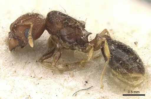 Pheidole cryptocera - CASENT0906643