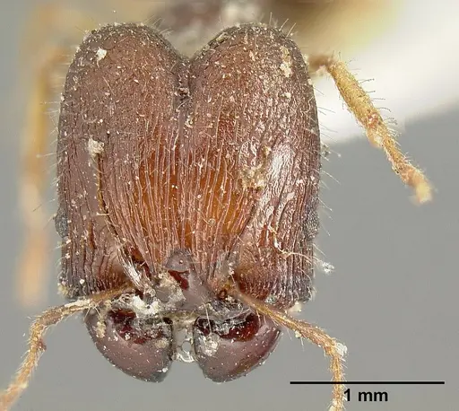 Pheidole cubaensis specimen