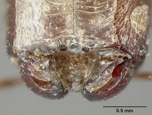 Pheidole cubaensis specimen
