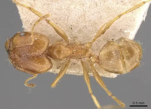 Pheidole cuitensis specimen