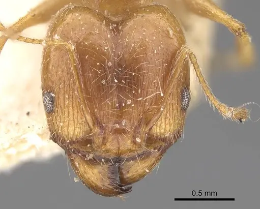 Pheidole cuitensis specimen