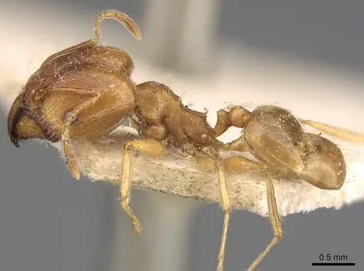 Pheidole cuitensis specimen