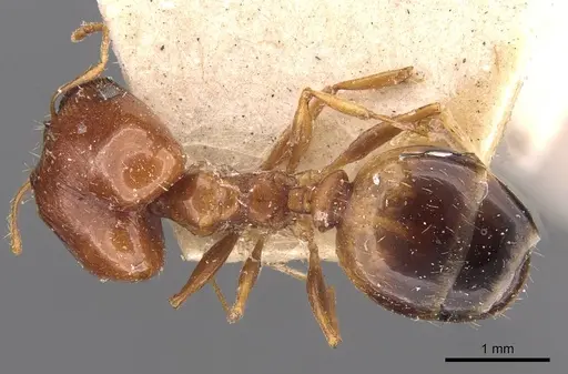 Pheidole cuitensis - CASENT0907775