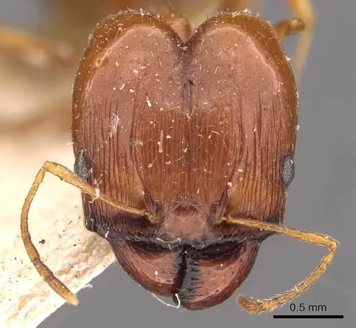 Pheidole cuitensis - CASENT0907775