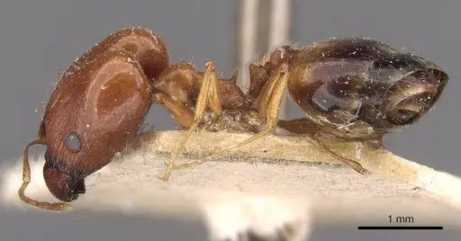 Pheidole cuitensis - CASENT0907775