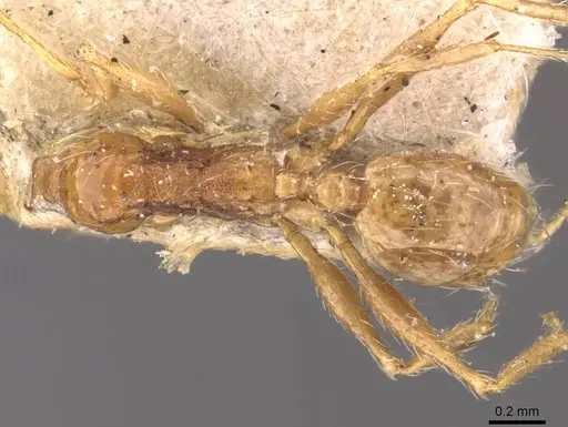 Pheidole cuitensis - CASENT0907776