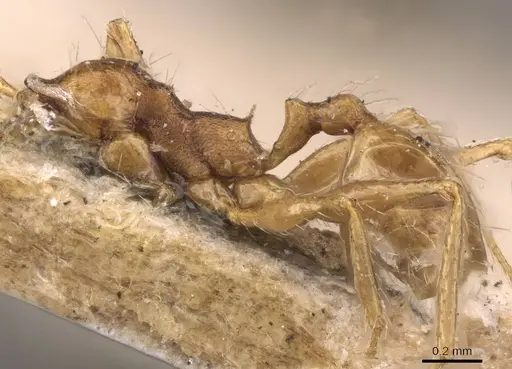 Pheidole cuitensis - CASENT0907776