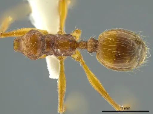 Pheidole cursor specimen