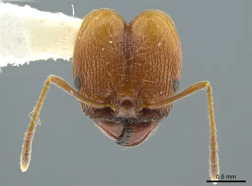 Pheidole cursor specimen