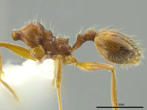 Pheidole cursor specimen