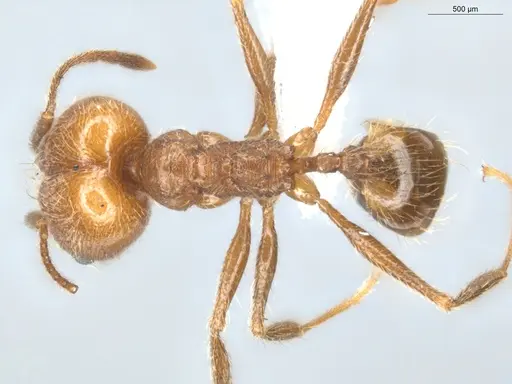 Pheidole cursor - ECOFOG-CNI20-0031-26-S