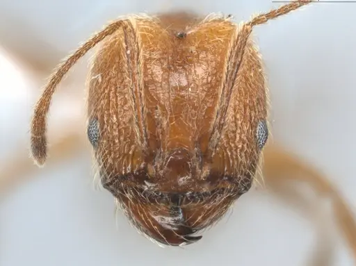 Pheidole cursor - ECOFOG-CNI20-0031-26-S