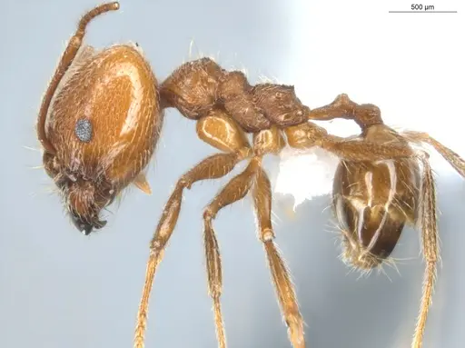 Pheidole cursor - ECOFOG-CNI20-0031-26-S