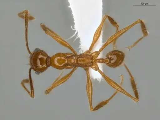 Pheidole cursor - ECOFOG-IT14-0268-37