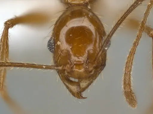 Pheidole cursor - ECOFOG-IT14-0268-37