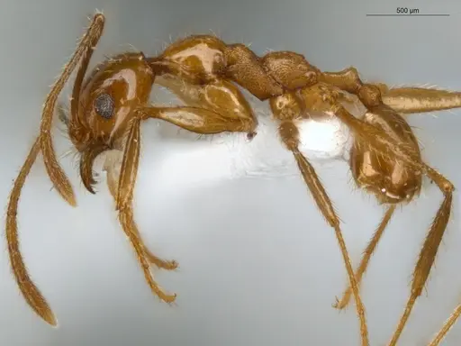 Pheidole cursor - ECOFOG-IT14-0268-37