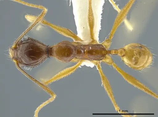 Pheidole cursor - JTLC000016357