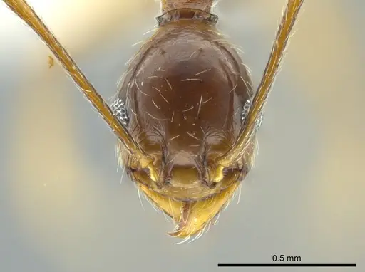 Pheidole cursor - JTLC000016357