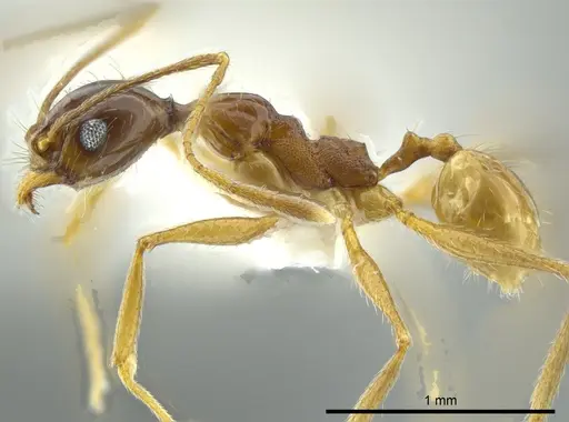 Pheidole cursor - JTLC000016357