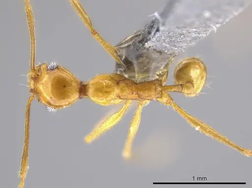 Pheidole cursor - USNMENT00687971