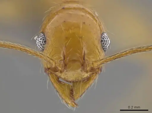 Pheidole cursor - USNMENT00687971