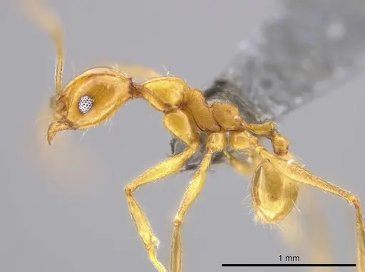 Pheidole cursor - USNMENT00687971