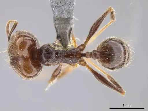 Pheidole cursor - USNMENT00691919
