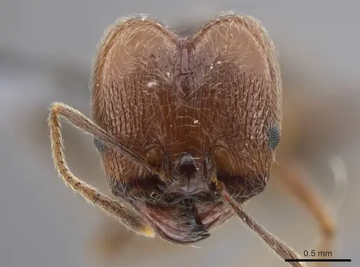 Pheidole cursor - USNMENT00691919