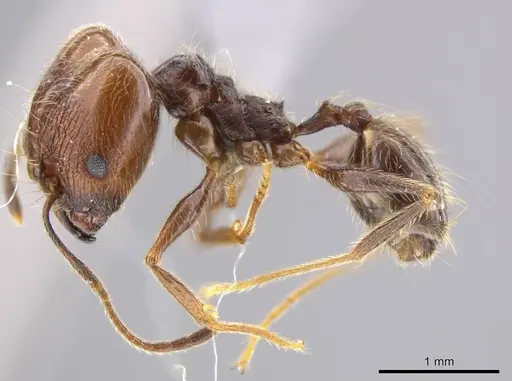 Pheidole cursor - USNMENT00691919