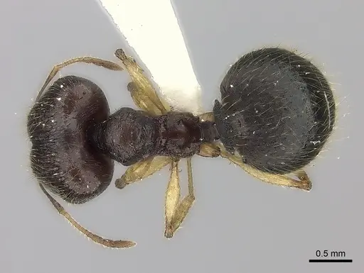 Pheidole curvistriata specimen