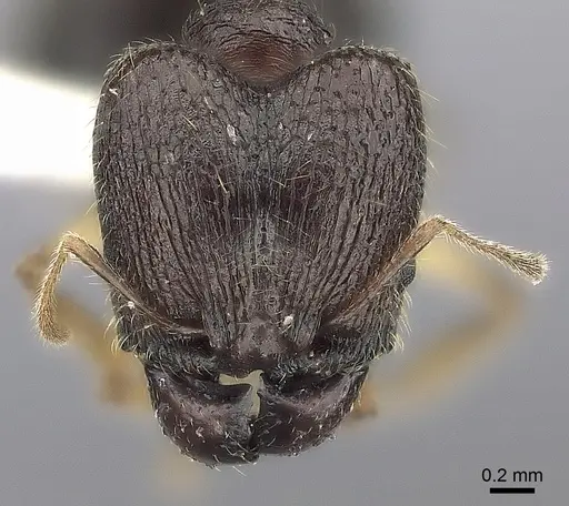 Pheidole curvistriata specimen