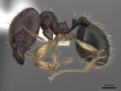 Pheidole curvistriata specimen