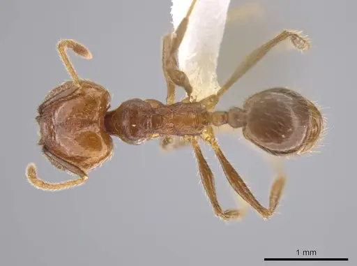 Pheidole cusuco specimen