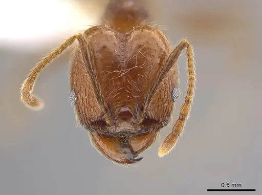 Pheidole cusuco specimen