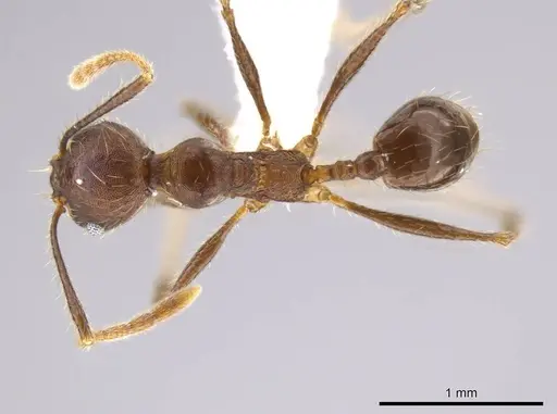 Pheidole cusuco - CASENT0617748