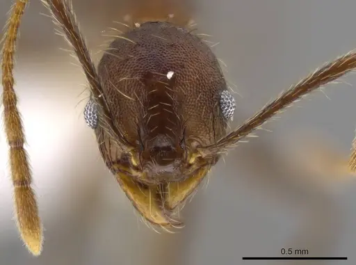 Pheidole cusuco - CASENT0617748