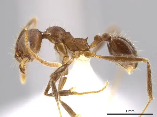 Pheidole cusuco - CASENT0617748