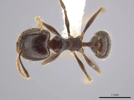 Pheidole cusuco - CASENT0617763