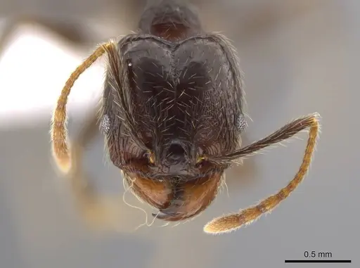 Pheidole cusuco - CASENT0617763