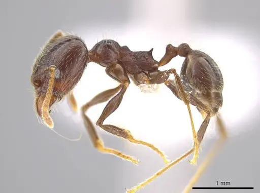 Pheidole cusuco - CASENT0617763