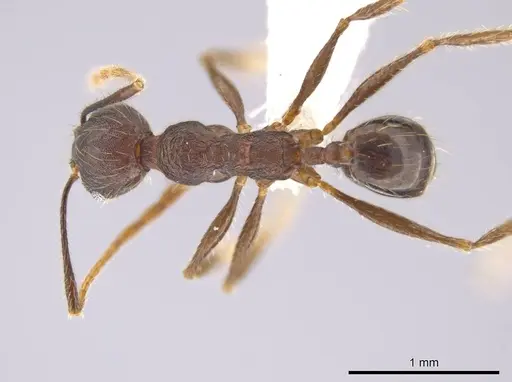 Pheidole cusuco - CASENT0617764