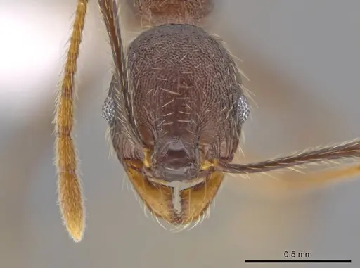 Pheidole cusuco - CASENT0617764