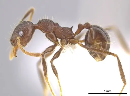Pheidole cusuco - CASENT0617764