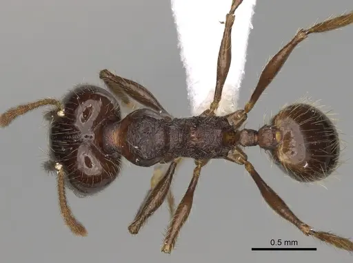 Pheidole cusuco - CASENT0617780