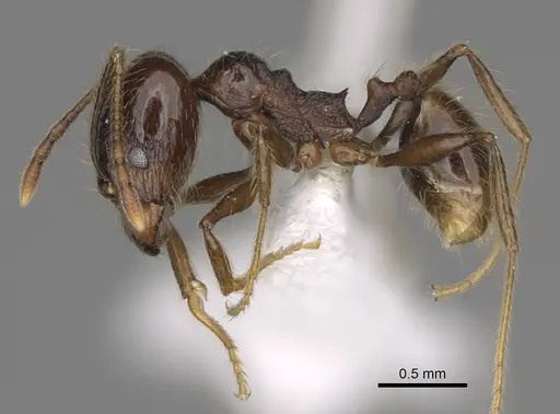 Pheidole cusuco - CASENT0617780