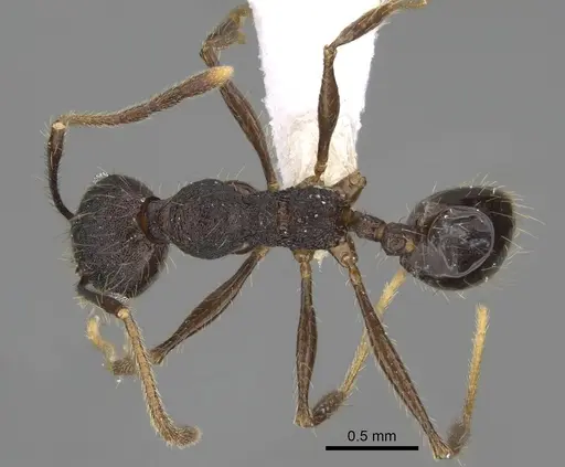 Pheidole cusuco - CASENT0617781