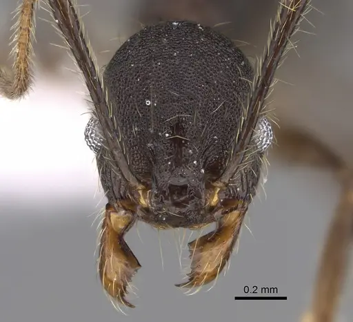 Pheidole cusuco - CASENT0617781