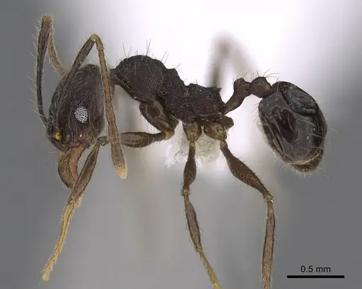 Pheidole cusuco - CASENT0617781
