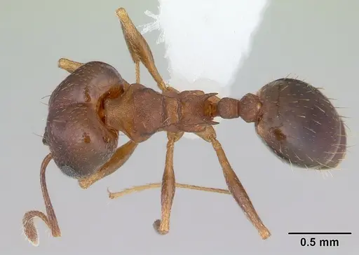 Pheidole cyrtostela specimen